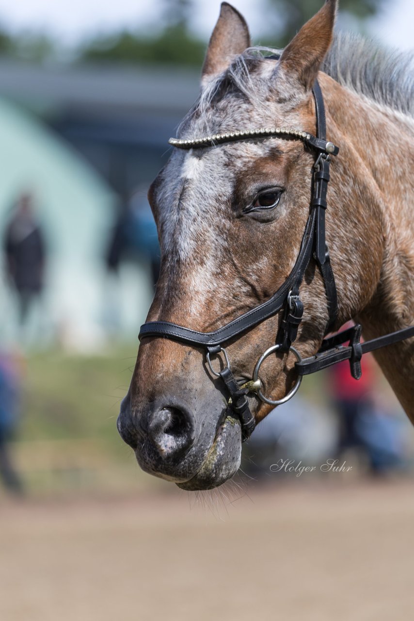 Bild 659 - Pony Akademie Turnier